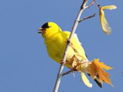 (American Goldfinch) male singing