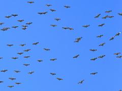 (Sandhill Crane) skein