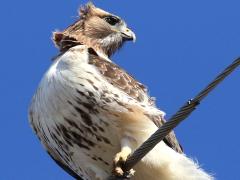 (Red-tailed Hawk) head