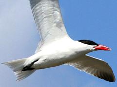 (Caspian Tern) gliding