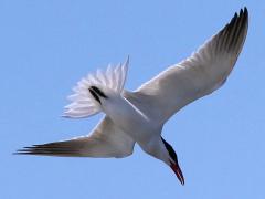 (Caspian Tern) diving down