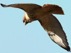 (Red-tailed Hawk) flying