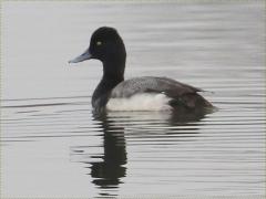 (Lesser Scaup) male