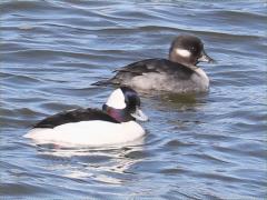 (Bufflehead) swimming