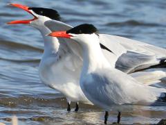 (Caspian Tern) calling