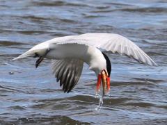 (Caspian Tern) fishing