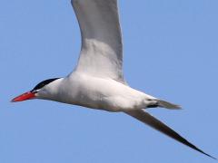 (Caspian Tern) soaring