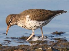 (Spotted Sandpiper) walking