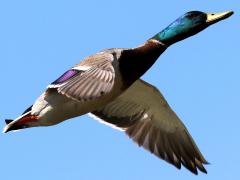 (Mallard) male flying downstroke