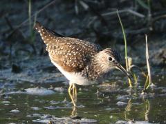 (Solitary Sandpiper) feeding