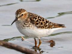 (Least Sandpiper) wading