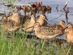 (Short-billed Dowitcher) flock