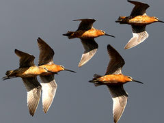 (Short-billed Dowitcher) flying