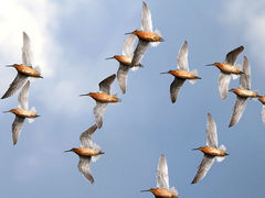 (Short-billed Dowitcher) flying ventral