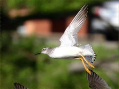 (Greater Yellowlegs) Dowitchers