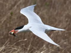 (Caspian Tern) flies with fish