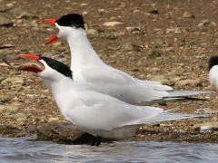 (Caspian Tern) swallows fish