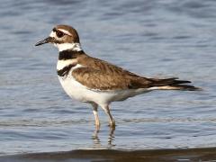 (Killdeer) wading