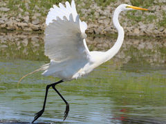 (Great Egret) blastoff