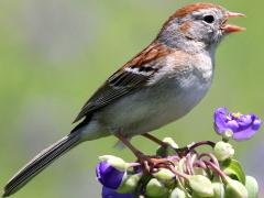 (Field Sparrow) singing