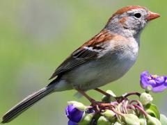 Field Sparrow on Common Spiderwort