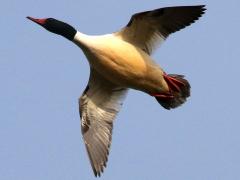 (Common Merganser) male flying