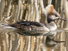 (Hooded Merganser) female