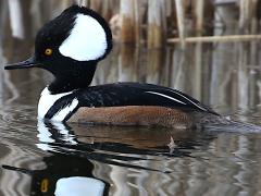 (Hooded Merganser) male