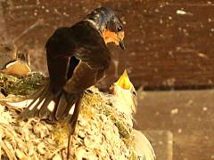 (Barn Swallow) feeding