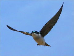 (Tree Swallow) flaps