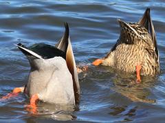 (Mallard) synchronized mooning