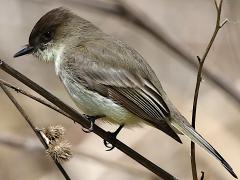 (Eastern Phoebe) perching