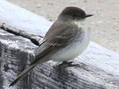 (Eastern Phoebe) standing