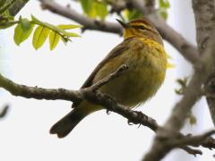 (Palm Warbler) perching