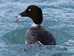 (Common Goldeneye) female fish