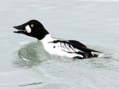 (Common Goldeneye) male calls