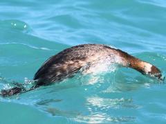 (Horned Grebe) nonbreeding diving