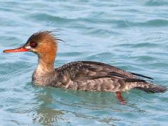 (Red-breasted Merganser) juvenile