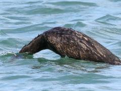 (Double-crested Cormorant) diving