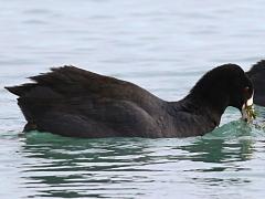 (American Coot) feeding