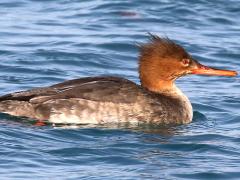 (Red-breasted Merganser) female