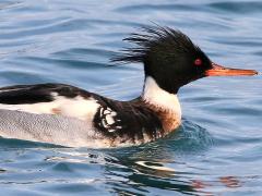 (Red-breasted Merganser) male