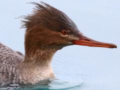 (Red-breasted Merganser) female