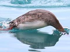 (Red-breasted Merganser) female plunging