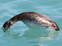 (Horned Grebe) nonbreeding diving