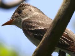 (Eastern Wood-Pewee) dorsal