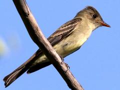 (Eastern Wood-Pewee) ventral