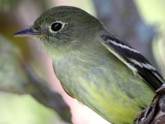 (Yellow-bellied Flycatcher) perching