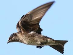 (Purple Martin) female flying