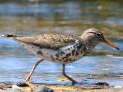 (Spotted Sandpiper) walking